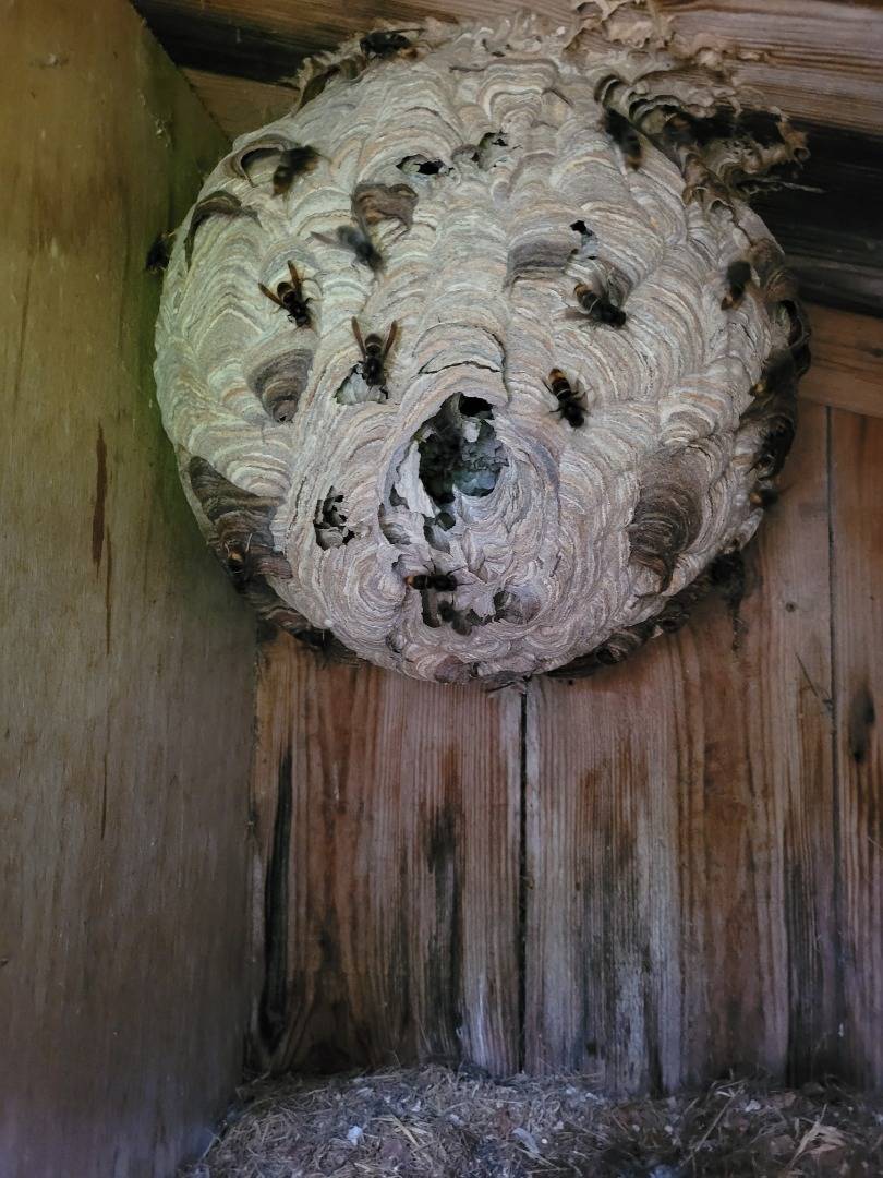Afb services87 - nid de frelons dans la niche d'un chien